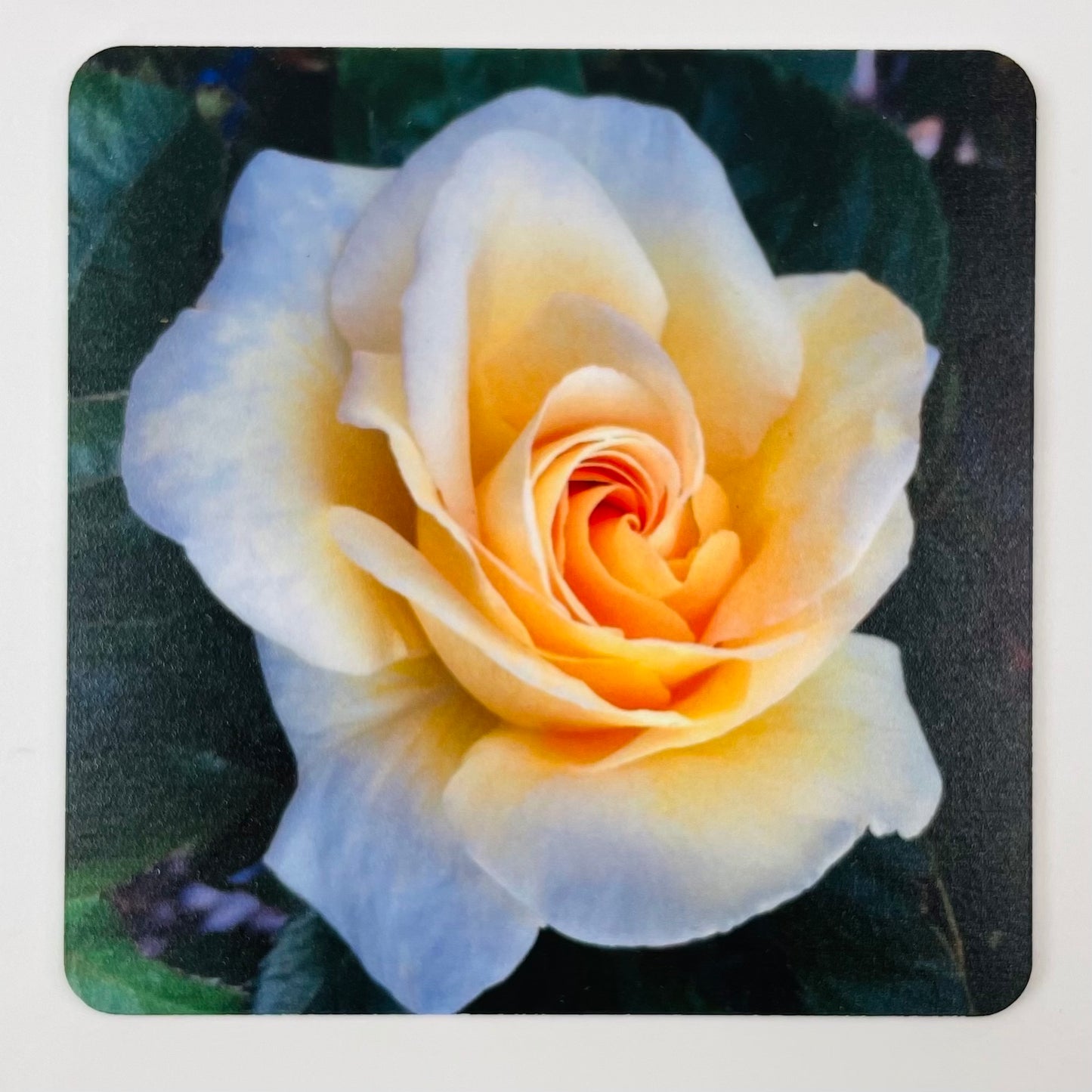 Art Coasters Set: Yellow Rose of Texas