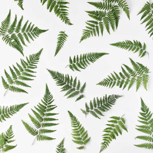 Art Tiles: Ferns