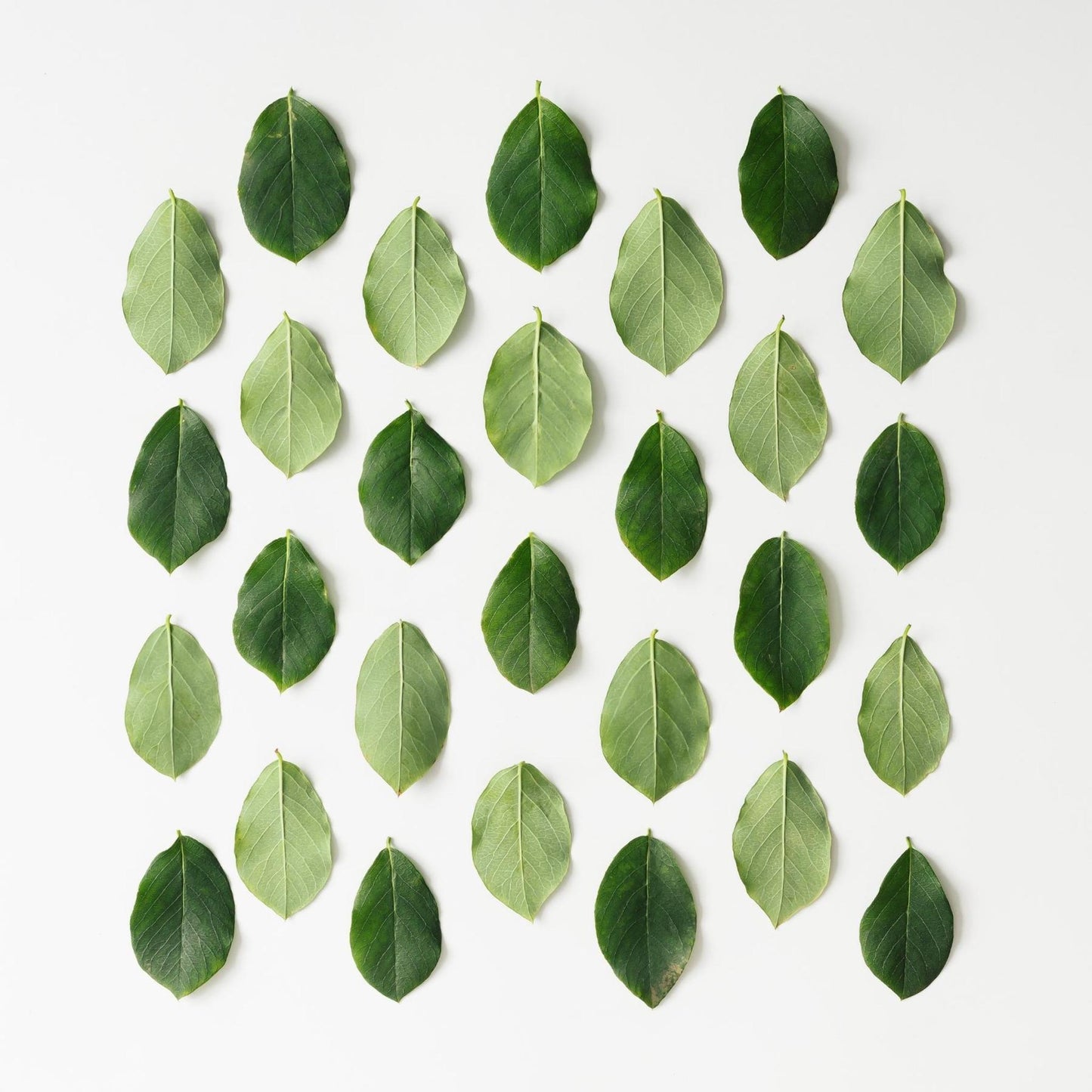 Art Tiles: Green Leaves