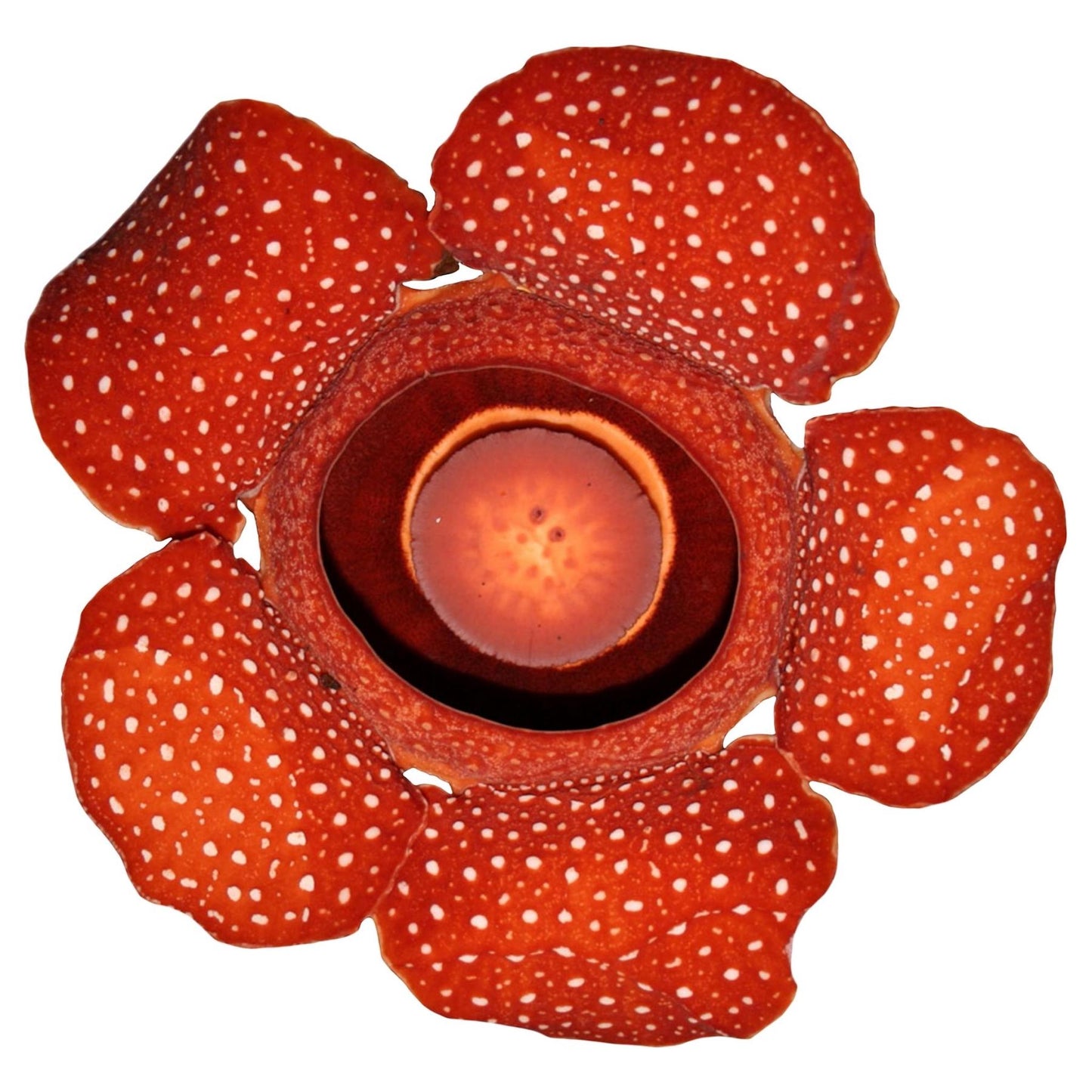 Art Tiles: Red Rafflesia