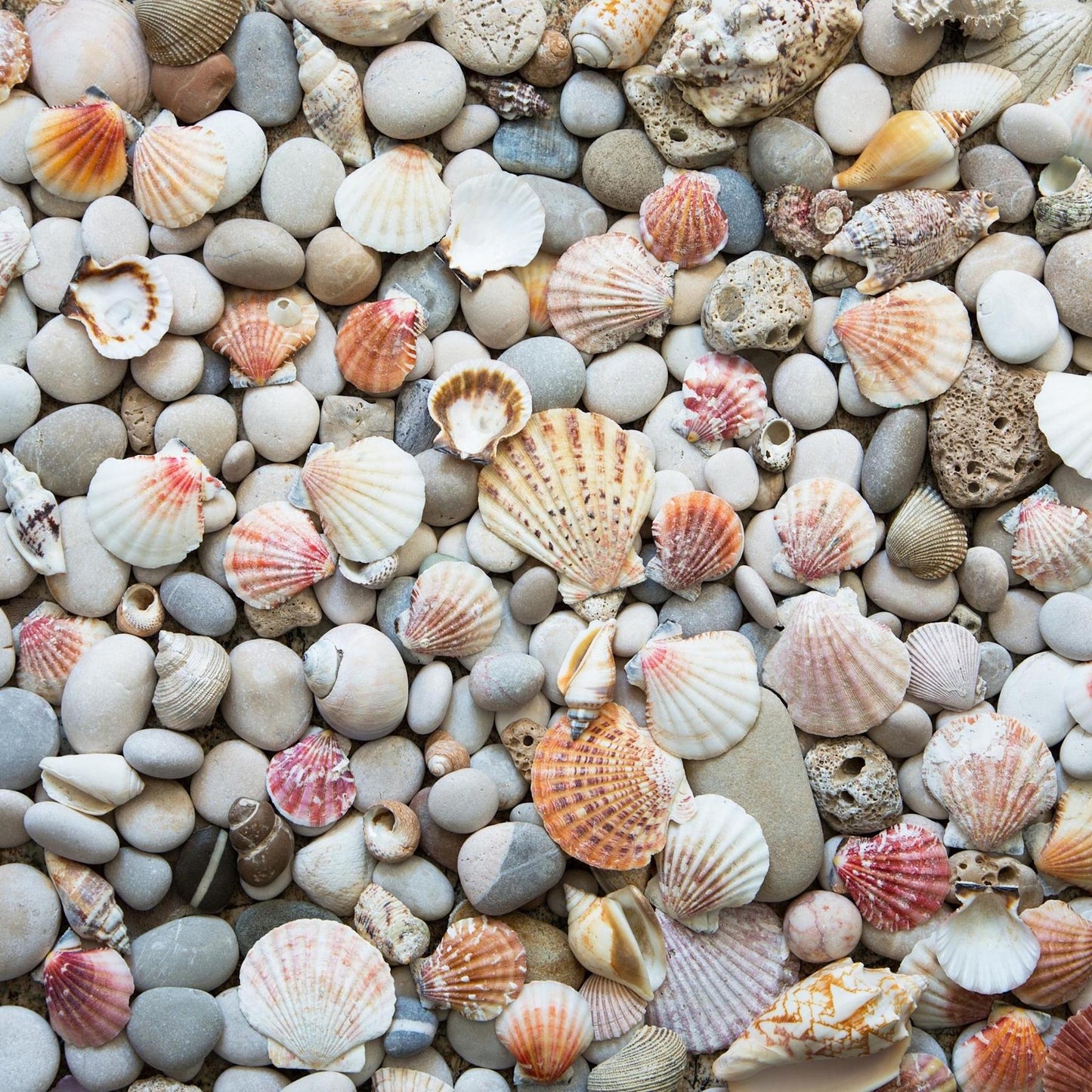 Art Tiles: Seashells