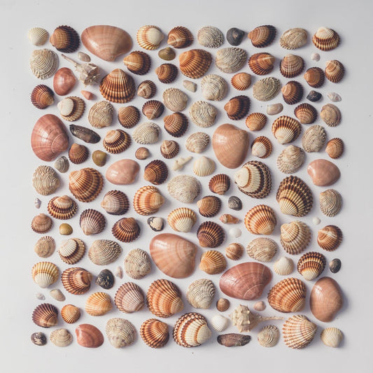 Art Tiles: Seashell Haul