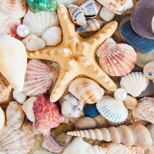 Art Tiles: Starfish Seashells