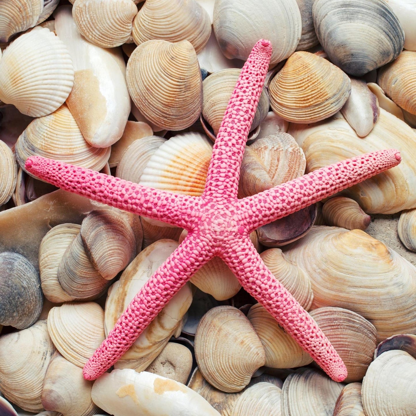 Art Tiles: Starfish Seashells (Pink)