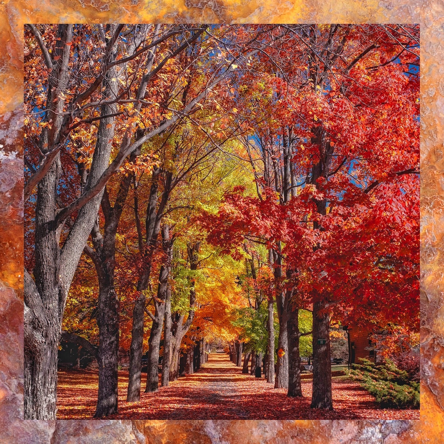 Coasters Set: Autumn