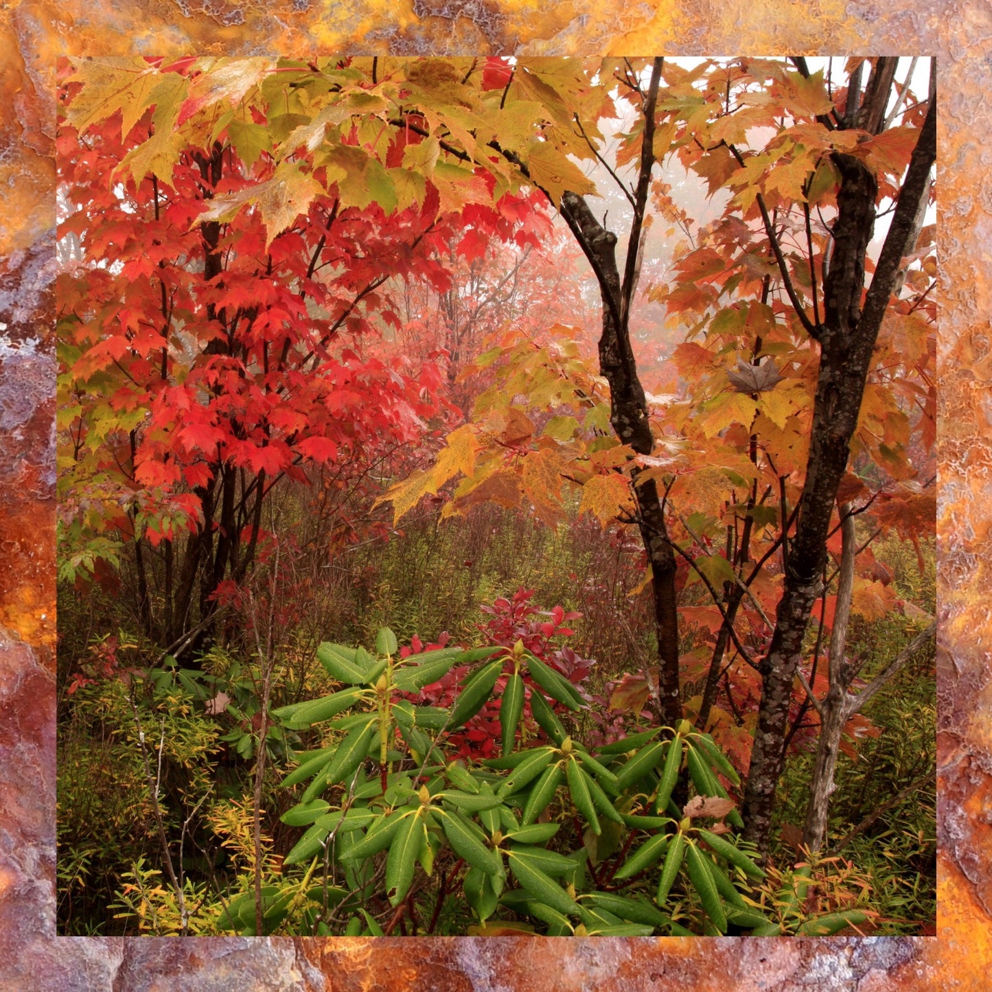 Coasters Set: Autumn