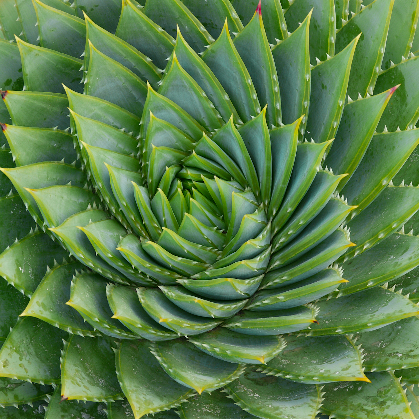 Puzzle (Mini): Spiral Succulent